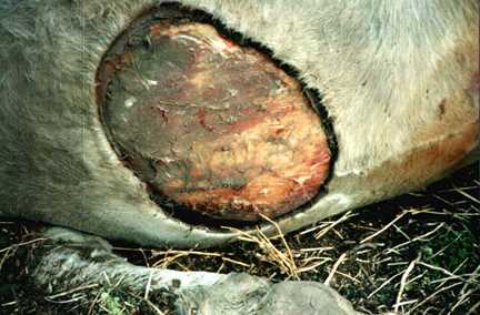 Dry, bloodless "cookie cutter" excision of scrotum from belly of 2200-pound bull, St. Brides, Alberta, Canada discovered October 12, 2000. Photograph © 2000 by Fern Belzil. 