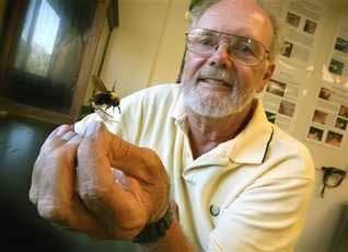 UC-Davis Professor Emeritus Robbin Thorp, Ph.D., holds a Franklin's bumblebee queen in his office at the university's Bee Biology Department on Thursday, August 16, 2007. Prof. Thorp is afraid the Franklin's Bumblebee is now extinct and no one knows why. Image © 2007 by Steve Yeater/AP.