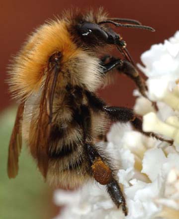 Bumblebees have been common pollinators like honey bees until recent disturbing declines in all North American pollinators for reasons still unknown. Image source Wikipedia.