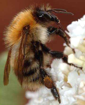 Bumblebees have been common pollinators like honey bees until recent disturbing declines in all North American pollinators for reasons still unknown. Image source Wikipedia.