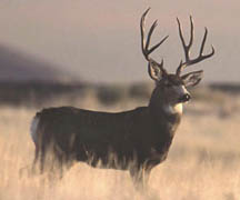 Mule deer. Photograph © by Peter Eades.