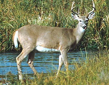 White-tailed deer like the two in the Oneida County, New York, deer parks which were infected with Chronic Wasting Disease (CWD). CWD has now been confirmed in 13 states and two Canadian provinces.