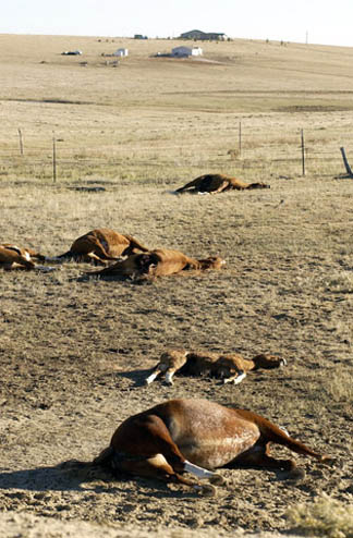 Six of sixteen horses on DeWitt ranch found dead October 22, after six horses and one burro on Sixkiller ranch found dead on October 11, 2005, all near Calhan, Colorado.  Photograph © 2005 by Chuck Bigger/The Denver Post.