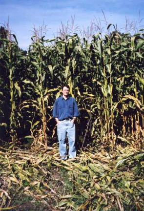 Paul Anderson, Director, CCCRN, standing in the Abbotsford, British Columbia, Canada, 9 - 10 feet tall cattle corn formation reported August 13, 2003. Photograph © 2003 by CCCRN.