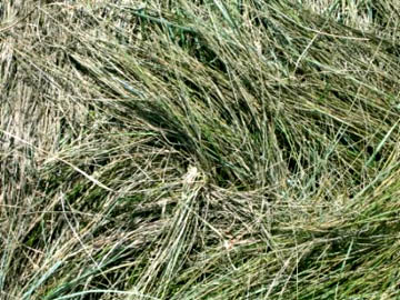 Close-up pasture grass laid down in different directions inside the Calgary ring pattern. Photograph © 2004 by © Cielia Kaufman, CCCRN Alberta.