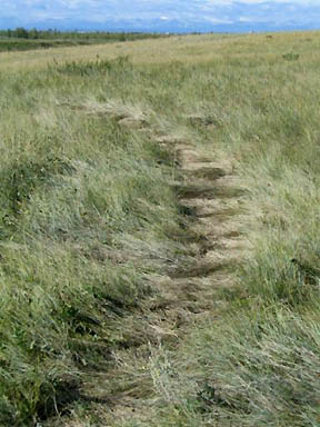 Above: There seems to be a rhythm to the way the pasture grass was laid down in the ring, even if the grass was laid in different directions, as shown in the close-up below. Photograph © 2004 by © Cielia Kaufman, CCCRN Alberta.