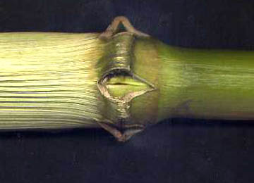 Three cavities in growth node in which the middle one shows yet another split in the inner node tissue. Photograph © 2004 by Paul Anderson.