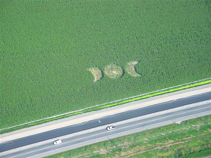 Matsqui, British Columbia, Canada, circle and two crescents in tall cattle corn covering 174 feet (53 meters), reported in early August 2004 by skydiver who saw this pattern and a second, nearby "ankh" pattern from ascending airplane. Aerial photograph © 2004 by Anne Nadeau.