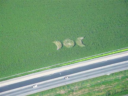 Matsqui, British Columbia, Canada, circle and two crescents in tall cattle corn covering 174 feet (53 meters), reported in early August 2004 by skydiver who saw this pattern and a second, nearby "ankh" pattern from ascending airplane. Aerial photograph © 2004 by Anne Nadeau.