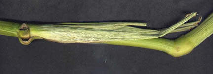 On the left is another cornstalk growth node with large cavities, but no bending. In contrast, on the right is a node with bending from phototropism which has no cavities. That bent node is closer to top of the same stalk. Many upper nodes on stalks, where significant stalk bending did occur due to phototropism, had no cavities or splits. Photograph © 2004 by © Paul Anderson, CCCRN.