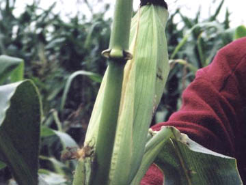 Another cornstalk node with "expulsion cavity" deformities, as found in the field. Photograph © 2004 by Paul Anderson, CCCRN.