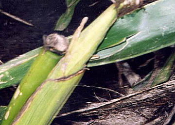 Another stalk with "sliced" node adjacent to an ear, as found in the field. Photograph © 2004 by Paul Anderson, CCCRN.