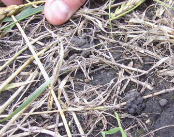 One of the small, undisturbed earthworm diggings ("dirt balls") found beneath the flattened wheat and pasture grass inside one of the three Wadena, Saskatchewan ovals reported September 2, 2004. Photograph © Beata Van Berkom, CCCRN Saskatchewan.