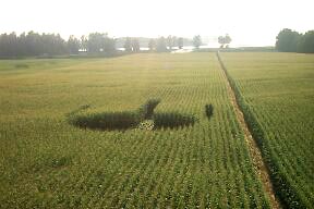 Agassiz, British Columbia, Canada formation in 9-foot-tall "cattle corn," about 150 feet long, reported August 7, 2003. Photograph © 2003 by Ralph Noddin.