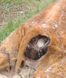 Rectum cored out in Hillmond cow. Image © 2006 by Barb Campbell.