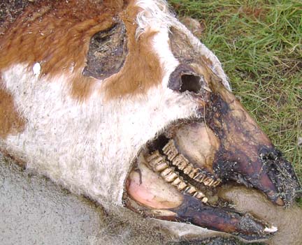 Close-up of Hillmond cow's right side of head where ear, eye and jaw flesh removed. Tongue unknown because of decomposition. Since at least the early 1960s, animals have been found around the world with an ear missing, eye missing, circle of flesh removed around the eye, half the jaw flesh removed revealing clean jaw bone, often the tongue is removed deep within the throat along with trachea and esophagus, genitals are excised and rectums are cored out. No blood, no signs of struggle, no tracks. Image © 2006 by Barb Campbell.