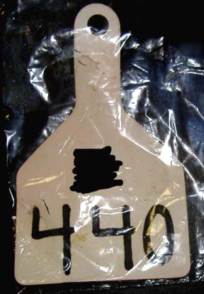 Ear tag that had been in the right ear cut from Hillmond cow was found 45.5 feet from cow's dead and mutilated body. The tag hole was not cut. Image © 2006 by Barb Campbell.