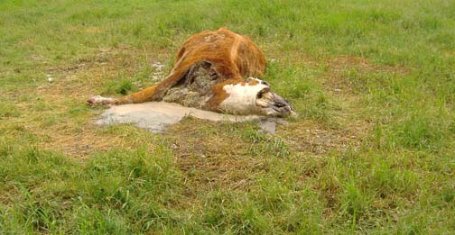 Seven-year-old Simmental/Hereford Cross that had a calf was found by farm owner the foggy morning of June 16, 2006, in Hillmond, Saskatchewan, Canada. Note the circle of brown grass around the mutilated cow's body. Biophysicist W. C. Levengood links this often-seen grass phenomenon at animal mutilation sites to microwave and other complex energies perhaps involved in a technology which lowers the already-dead and mutilated animal to the pasture ground. Image © 2006 by Barb Campbell, SPPRC.