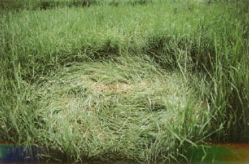 Small, 3-foot-diameter circle in pasture grass pictogram found in Moore's Meadow nature park, Prince George, British Columbia, Canada, on July 12, 2004. Photograph by witness who requested anonymity.