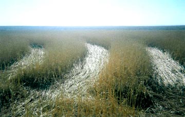 Section of downed and standing wheat plants in Revenue, Saskatchewan formation. Ground photograph © 2003 by Dennis Eklund, CCCRN.