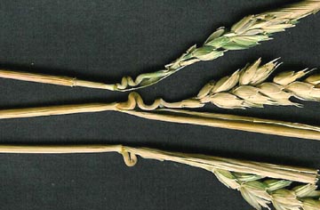 Somatic developmental abnormalities in looping and twisted stems between seed head and first growth node found throughout the Revenue, Saskatchewan wheat formation reported on August 8, 2003. Photograph by Dennis Eklund, CCCRN.