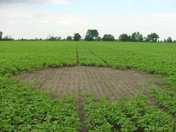 Bare dirt circle residue after scorched soybean plants disintegrated. Photograph © 2004 by Nick Reiter.