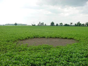 Dirt circle remains after June 24, 2004, discovery by farm owner in Essex County, Ontario Canada. Originally where the bare dirt circle is now, there were dark brown "scorched" stems stripped of all leaves. Then over the next week, the scorched stems disintegrated away. Photograph © 2004 by Nick Reiter.