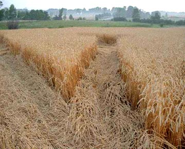 Stewarttown, Ontario, Canada wheat pictogram corridors with lightly laid wheat, © 2003 by Matt Rock, CCCRN.