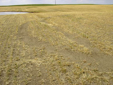 Photograph taken after barley harvested in Taber, Alberta, Canada, 4-foot-high barley field. Pattern was first reported on July 7, 2004, when the original barley plants were tall and the circle, meandering path and straight lines of the pattern were devoid of plants. Photograph © 2004 by Denis Fauth.