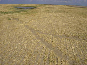 Bare soil pattern in photograph taken after the 4-foot-high barley had been harvested. Photograph © 2004 by Denis Fauth.