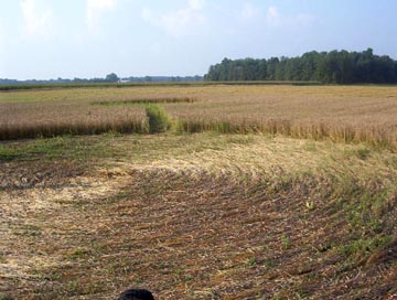 Dumbbell reported on August 11, 2003, in Wallacetown, Ontario, Canada, in wheat, approximately 170 feet long. Photograph © 2003 by Joanna Emery, CCCRN.