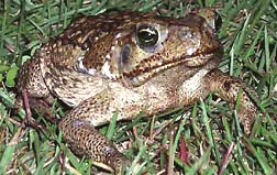 Originally native to Venezuela, cane toads have poisonous sacs on the back of their heads which can kill crocodiles, snakes and other animals in minutes. Photograph courtesy of USGS.