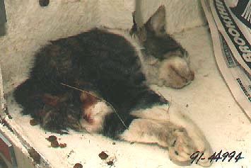 Half-cat photographed by Plano, Texas Police Officer for Incident Report No. 91-44994, August 31, 1991.