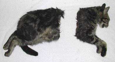 Above: August 2003, Bothel, Washington first mutilated male cat found first week of August. Dr. Cherie Good, D.V.M., laid cat out to show the correct width of severed and removed middle section of the cat. Below: X-ray of the same cat showing the dark space in the back half that indicates all internal organs there have been removed. Photograph and x-ray © 2003 by Cherie Good, D.V.M. See: 091203 Earthfiles.