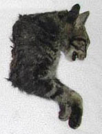 Front portion of male cat found first week of August 2003, in Bothel, Washington, similar to so many other half cats discovered in the U. S. and Canada since at least the 1980s. Photograph © 2003 by Cherie Good, D.V.M., Bothel.