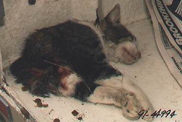 23 mutilated half cats, like this one photographed at the Plano, Texas Police Department north of Dallas in 1991, have been investigated by Austin police and Travis County Sheriff's Office since March 2001. Photograph courtesy Plano, Texas Police Department, August 31, 1991.