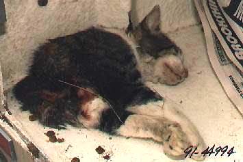    Half-cat photographed by Plano, Texas Police Officer for Incident Report No. 91-44994, August 31, 1991.  
