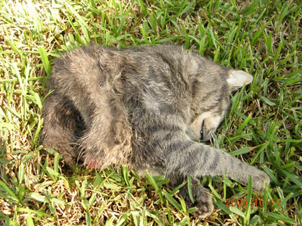 Half cat discovered October 17, 2005, San Antonio, Texas. Image provided to Earthfiles by resident, Robert Casell.
