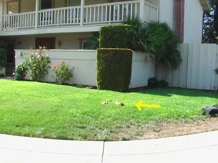 Cat cut in half, laying in front yard of south San Jose, California, home, discovered on August 16, 2005. Images provided to Earthfiles by Thomas G. Holford.