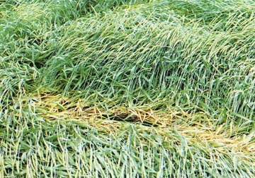  One of several "hairline parts" found in the Linfield, Pennsylvania, wheat field. Photograph © 1992 by Bruce Rideout.