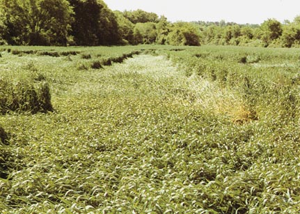 Wheat flattened with scalloped edges of standing crop extending 600 feet in Linfield, Pennsylvania, on May 24, 1992. Photograph © 1992 by Bruce Rideout.