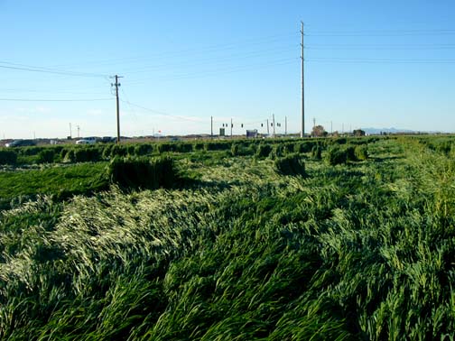 Standing clumps and criss-crossing downed plants discovered on March 25, 2007, in Chandler, Arizona. Image © 2007 by Michael A. Polani.