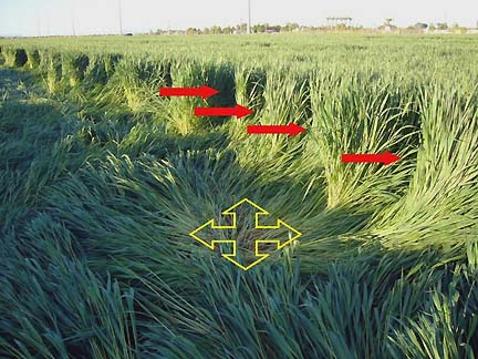 Above and below: red arrows point at the pulsing indentations, or waves, in the standing plants along the edge of the downed plants discovered on March 25, 2007, in Chandler, Arizona. Yellow arrows indicate the downed plants flaring in multiple directions. Exact plant species still unidentified; might be Sudan grass or a sorghum. Graphic overlay by Jeffrey Wilson, ICCRA. Image © 2007 by Michael A. Polani.