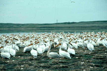 Typical scene of American White Pelican chicks at Chase Lake National Wildlife Refuge before the 8,000 chicks died over July 4th weekend. Photograph credit: Tom Pabian, U. S. Fish and Wildlife Service.