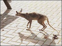 October 14, 2004, mystery creature photographed in Lisvane, suburb of northern Cardiff, British Isles. The Welsh Mountain Zoo's Zoological Director said it might be a "young kangaroo." The body was described as grey-brown with a pointed nose. 