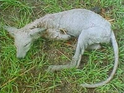 Reginald Lagow took this photograph after his neighbor shot the animal dead around August 16, 2005, and then threw the body in the trash. "The animal's hide felt like wool."