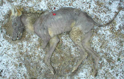 Coyote with mange, shot in the rib cage. Image by Manuel and Tammi Rego.