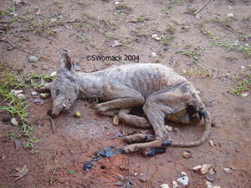 October 8, 2004, photograph of the unidentified animal soon after it was shot in the right eye by Stacey Womack's brother in Pollok, Texas. Digital image © 2004 by Stacey Womack.   Coleman, Texas, Around August 16, 2005 