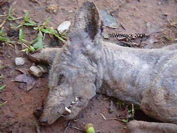 Above: Left side of animal's head that has very large ears and extreme overbite, highlighted by tusk-like teeth. Below: Right side of head where 22-rifle bullet penetrated right eye and a piece of the right ear "snapped of like a cookie" in Stacey Womack's gloved hand. Digital image © 2004 by Stacey Womack.