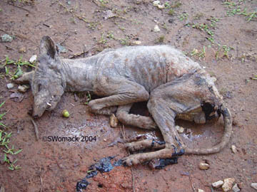 October 8, 2004, photograph of the unidentified animal soon after it was shot in the right eye by Stacey Womack's brother in Pollok, Texas, west of Lufkin. Digital image © 2004 by Stacey Womack.